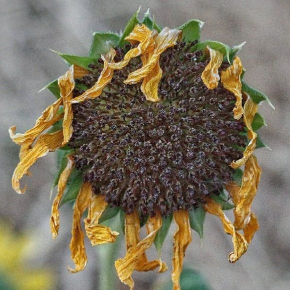 Meet your Posher, Thedford - Picture 1 of 1